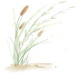 手绘水彩芦苇丛植物透明背景免抠PNG图案 装饰PS设计合成素材 (85)