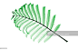 Persian silk tree twig (Albizia julibrissin), X-ray