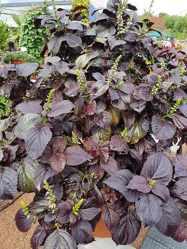 Plectranthus scutell...
