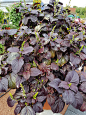 Plectranthus scutellarioides，黑王子