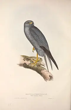 鸟物志