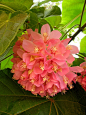 Dombeya Wallichii