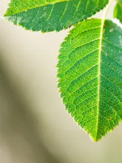 清新叶脉养眼高清手机壁纸