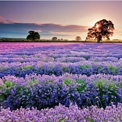 隋木木采集到花田