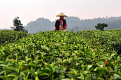 我是粽粽子采集到资料收集