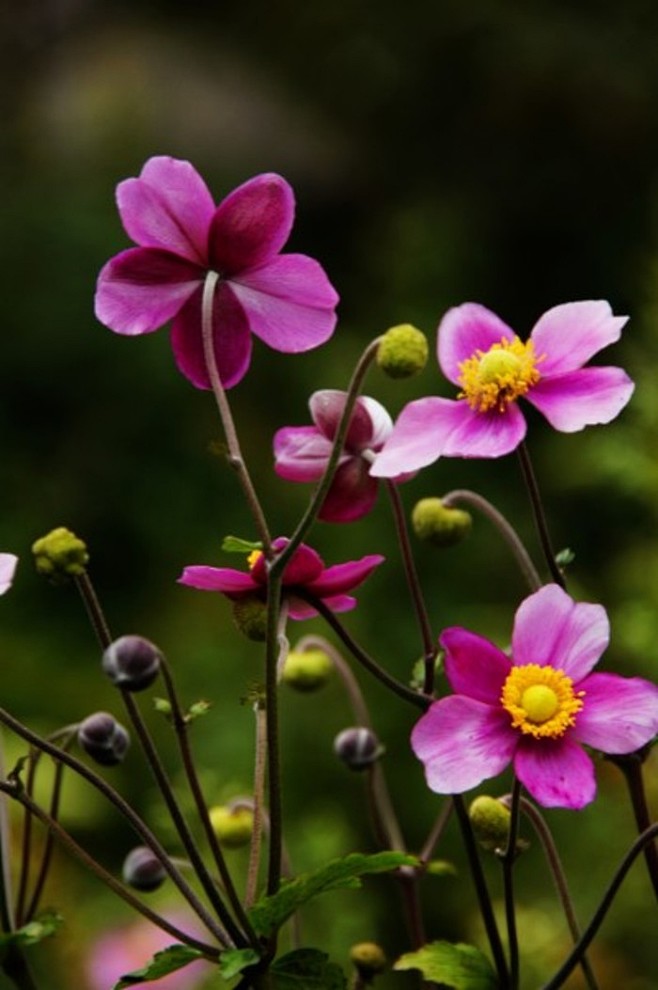 野棉花也叫地桃花、打破碗花，是一种植物，...