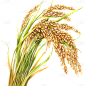 植物通用写实插画麦穗元素素材