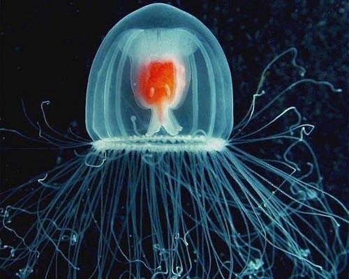 大栗子的相册-jellyfish