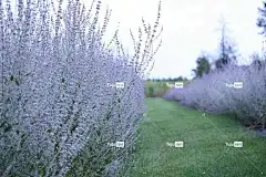 俄罗斯鼠尾草 花朵 花壁纸 植物 美丽的花朵 紫色的花朵 花卉背景