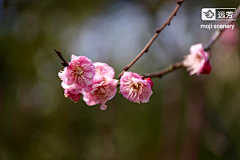 墨迹时景么么哒采集到花