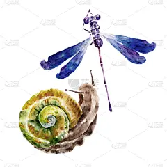 蜻蜓与蜗牛的水彩插图。孤立的背景.