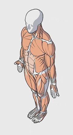 恶霸猫儿采集到男—— 人体/肌肉