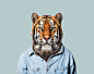 Bengal-Tiger---Panthera-Tigris-Tigris-copia