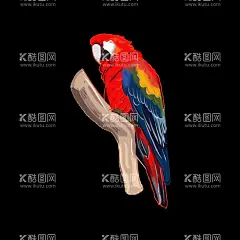 鹦鹉  - 源文件下载【酷图网】多彩鹦鹉,羽毛,多彩,鸟嘴,爪,野生动物,鹦鹉,鹦哥,鹦鹉图片,鹦鹉素材,鹦鹉壁纸,鹦鹉鸟,动物图片,鸟,鸟图片,鸟类图片,学舌鹦鹉,会说话的鸟,八哥鹦鹉,电脑壁纸,紫蓝金刚鹦鹉,服装印花,T恤印花,服装图案,服装印花图,纹身,纹身素材,纹身图案,鹦鹉羽毛,生物世界,鸟类,鸟类素材,动物世界,