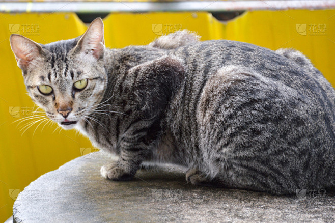 可爱的,斑纹猫,哺乳纲,宠物,水平画幅,猫,无人,亚洲,2015年,动物