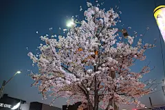 路边的一棵樱花树
