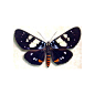 Tiger Day Flying Moth - Episteme Adulatrix | Real Butterfly Gifts Framed Butterflies and Insect Displays