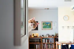 点击来源直接获取大图文件 |有趣的小猫在角落里偷看