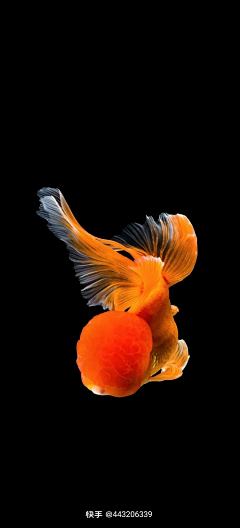 远山流水采集到水族世界