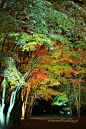 函館見晴らし公園(香雪園)の夜紅葉10の画像(写真)