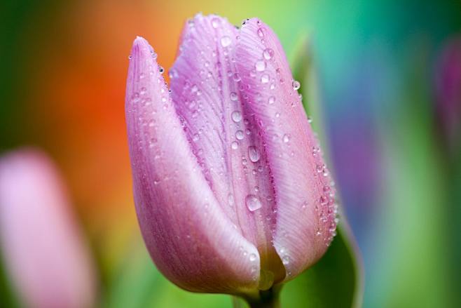 Close-up of a pink t...