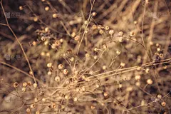 夏天,干的,植物群,低饱和度,草皮,褐色,水平画幅,优美,户外,草