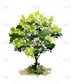 水彩画树插图以美丽的绿色色调隔离在白色。手绘水彩画森林设计元素