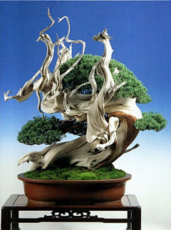画画的鸡采集到植物
