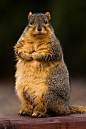 Plump Squirrel, hahaha too many nuts?