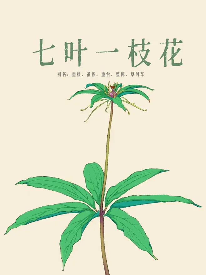 七叶一枝花的搜索结果_百度图片搜索-花瓣网
