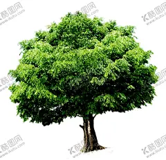 树 【酷图网】树木,大树,景观,景观树,生物世界,树木树叶,