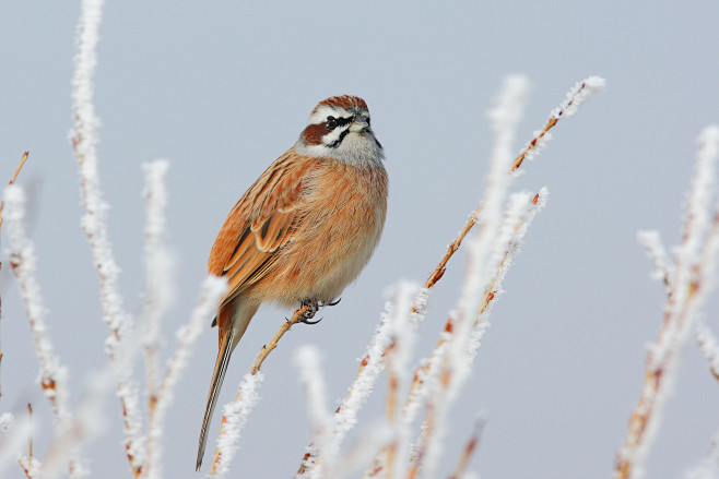Meadow Bunting by J....