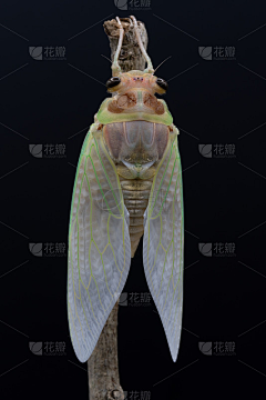 王呆纸采集到昆虫