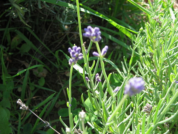 魁北克的薰衣草园Bleu Lavande