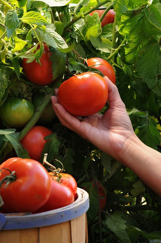 Fresh tomatoes: