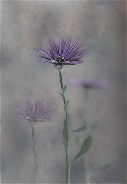 【花语】若现在就觉得失望无力，未来那么远...