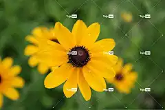 金光菊 花壁纸 花 黄花 花瓣 美丽的花朵 花卉背景 黄色花瓣