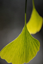 Ginkgo leaves. Their color is perfect with gray, just as shown here.