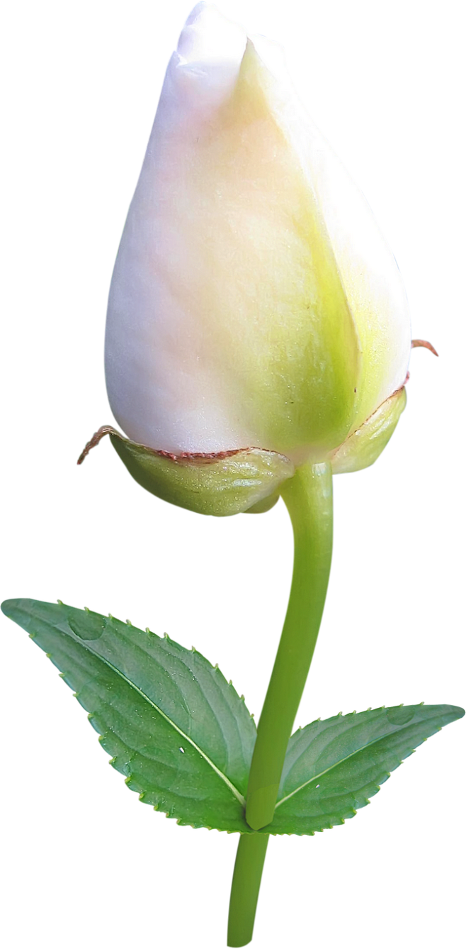 草类植物pngpng素材绿叶藤蔓叶子png花朵薰衣草玫瑰花png