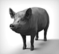 Pig, Dmitrii Prosov : Pig
