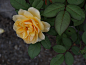 Rose (Graham Thomas) at Ofuna Botanical Garden,Kamakura | Flickr - Photo Sharing!