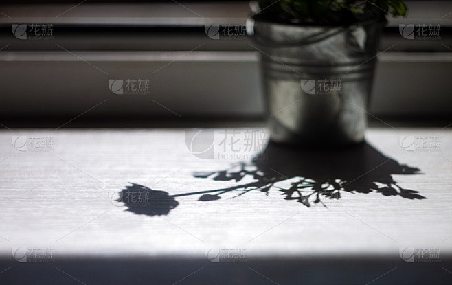 一朵花的影子，毛茛，玫瑰在窗台上的花盆里。抽象复制空间。单色。黑色和白色 