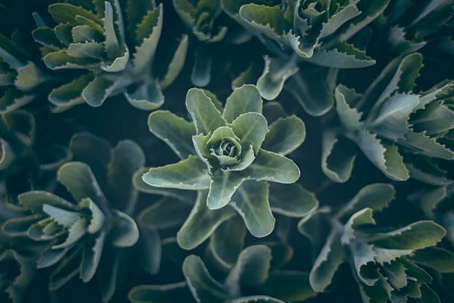 Green and plant HD p...