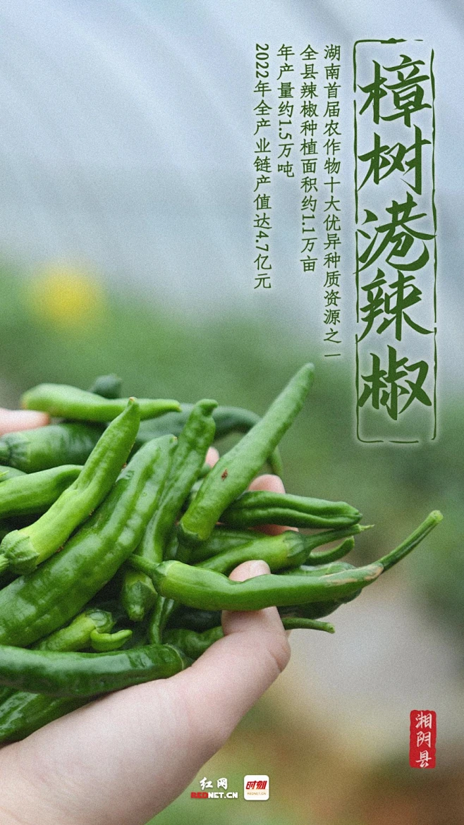 湘阴县：樟树港辣椒.jpg-花瓣网