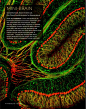 之前发过的神经科学艺术刊物<Interstellate... 来自AetherNyctea - 微博