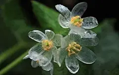 在日本本州岛北部有一种山荷叶花，每当淋雨后会花朵就会变得透明，美哭了。