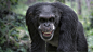 Chimp, Aritz Basauri : Chimp by Aritz Basauri on ArtStation. _动物（真实）_T202199 #率叶插件，让花瓣网更好用_http://ly.jiuxihuan.net/?yqr=15194202#