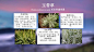 100种 · 常用园林植物，图文并茂 : 100种 · 常用园林植物，图文并茂