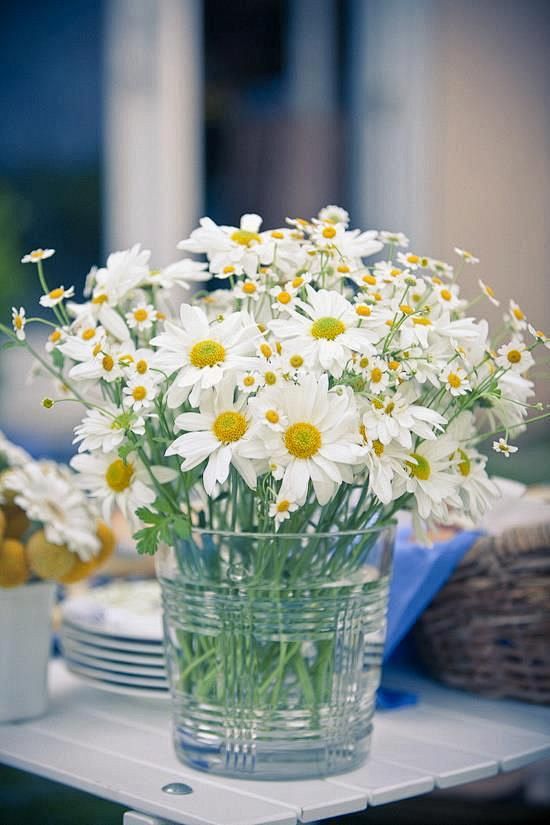 friendly daisies: 