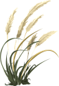 小麦 草 农业 - 免费矢量图形Pixabay